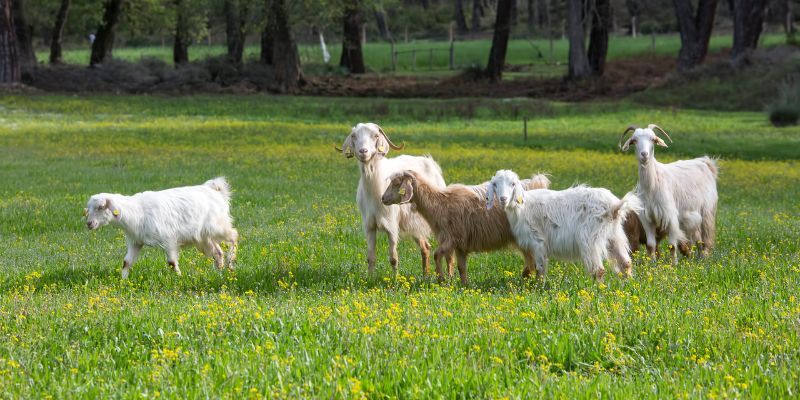 Život na Kopaniciach – Cesta k sebestačnosti a prírode 🌿